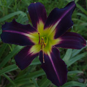 Darkfire Dragon Daylily